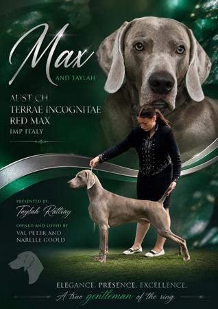 Aust Ch Terrae Incognitae Red Max (Imp Italy) Weimaraner