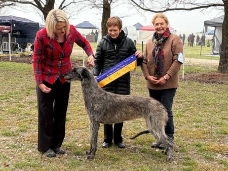 Ch Fyrth Loch A Ghille Ghobaich Deerhound