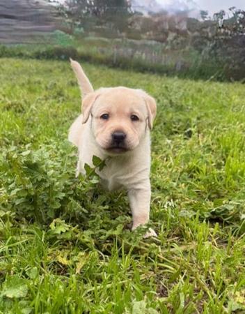 Labrador Retriever puppy for sale by GUNNERSON