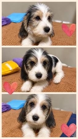 Petit Basset Griffon Vendeen puppy for sale by GUNNY2003