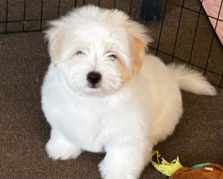 Coton De Tulear puppy for sale by GUYSNDOLLS