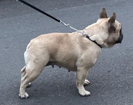 Perreux Daintree French Bulldog