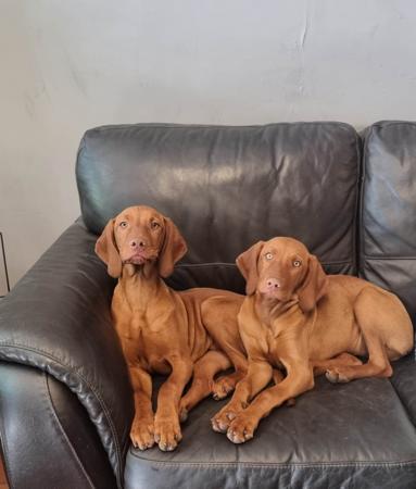 Hungarian Vizsla puppy for sale by HANAFOR