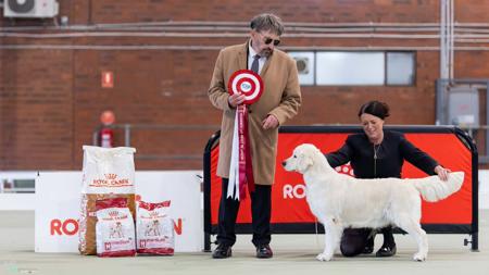 Aust CH Happybear Blanc De Blanc Golden Retriever