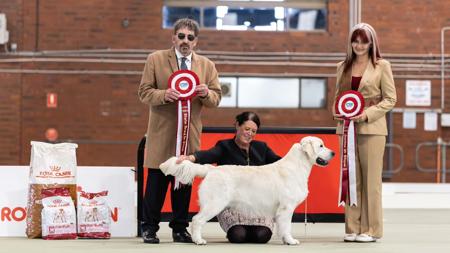 Aust Ch Happybear To Infinity N Beyond at Fetchnpoint Golden Retriever