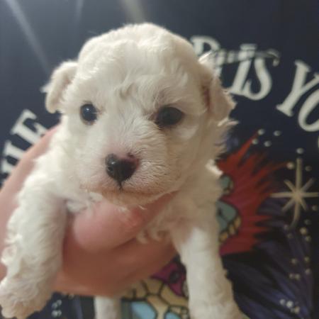 Bichon Frise puppy for sale by HAPPYDOG