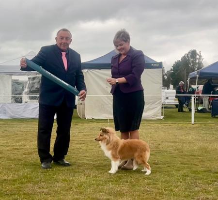 Hartly Witches Choice Shetland Sheepdog