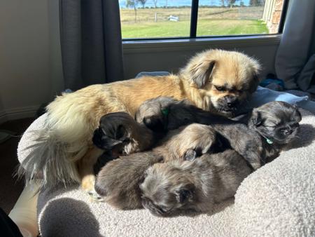 Tibetan Spaniel puppy for sale by HARTSONG