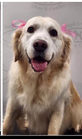 Harvikgold Drought Breaker N.SPRD RN TKS Golden Retriever