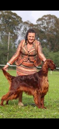 Aust Ch CACIB -J Martinridge Good Fortune (AI) Irish Setter