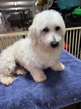 Havanese dog for sale by HASHKI