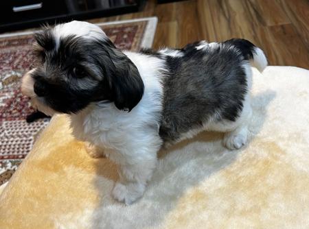 Havanese puppy for sale by HASHKI