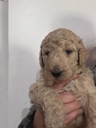 Poodle (Standard) puppy for sale by HASSENRIGGER