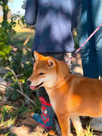 Shiba Inu puppy for sale by HASUMI