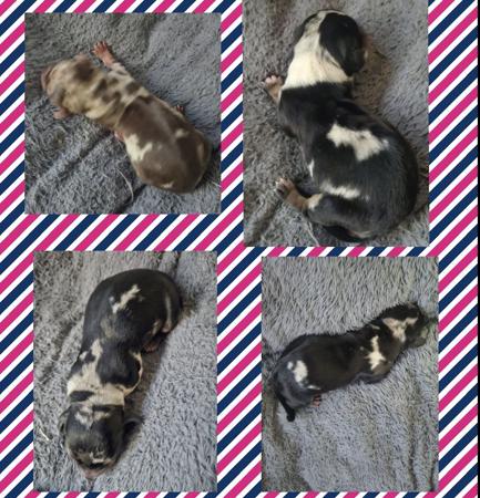 Dachshund (Miniature Smooth Haired) puppy for sale by HAYBELIN