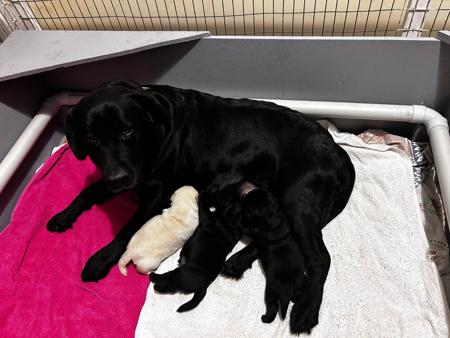 Labrador Retriever puppy for sale by HAYRICKPARK