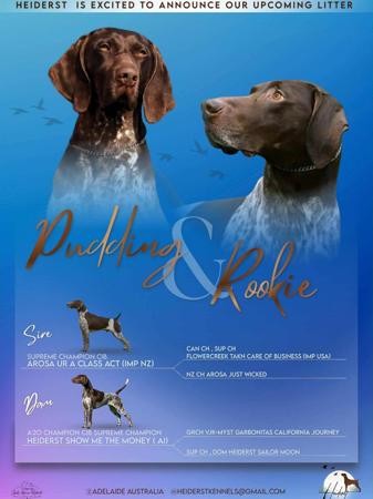 German Shorthaired Pointer puppy for sale by HEIDERST