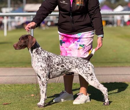 AM CH Vjk-myst Let The Sparks Fly (imp USA) German Shorthaired Pointer