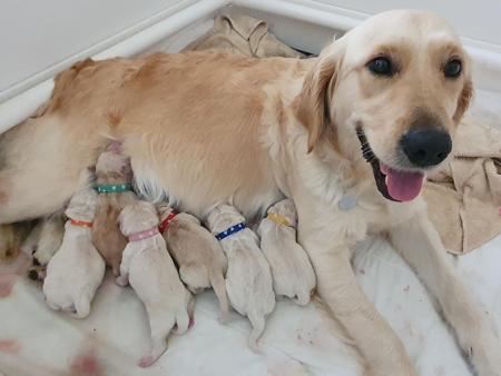 Golden Retriever puppy for sale by HEVNSENT
