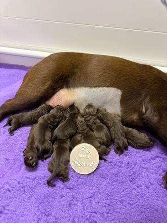 Labrador Retriever puppy for sale by HILLSCREST