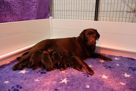 Labrador Retriever puppy for sale by HILLSCREST