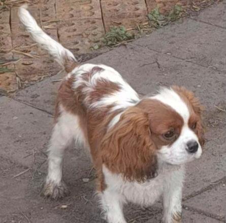 Cavalier King Charles Spaniel puppy for sale by HOLLINGLEN