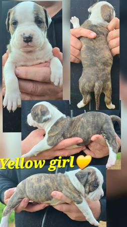 American Staffordshire Terrier puppy for sale by HOOTENHOWL