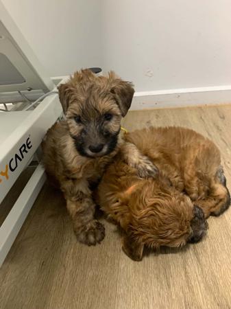 Soft Coated Wheaten Terrier puppy for sale by IAINBRADBEER