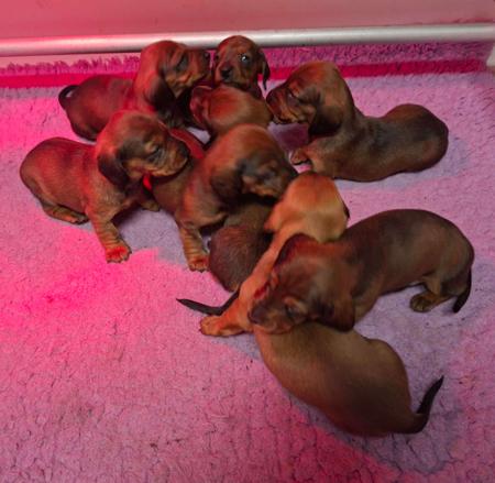 Dachshund (Smooth Haired) puppy for sale by IDYLEWINS