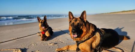German Shepherd Dog for sale by BESSCHEIDEN