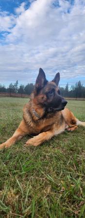 German Shepherd Dog for sale by BESSCHEIDEN