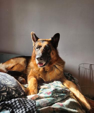 German Shepherd Dog for sale by BESSCHEIDEN