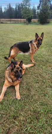 German Shepherd Dog for sale by BESSCHEIDEN