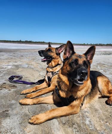 German Shepherd Dog for sale by BESSCHEIDEN