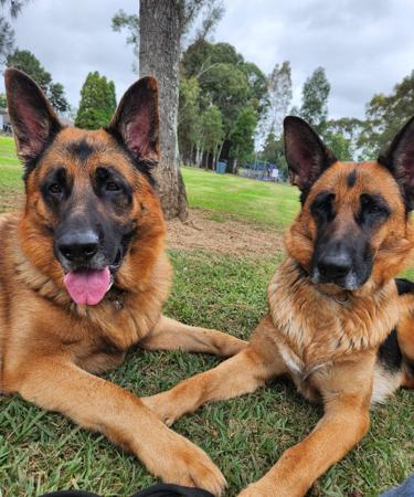 German Shepherd Dog for sale by BESSCHEIDEN