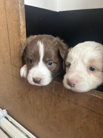 Border Collie puppy for sale by INAWORD
