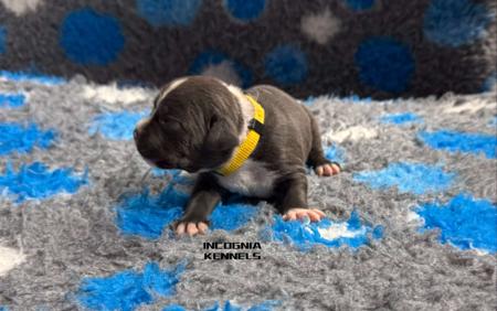 American Staffordshire Terrier puppy for sale by INCOGNIA