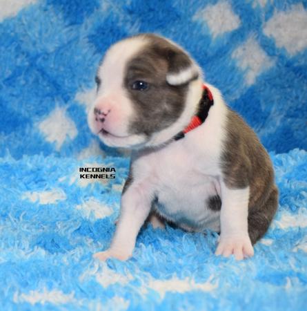 American Staffordshire Terrier puppy for sale by INCOGNIA