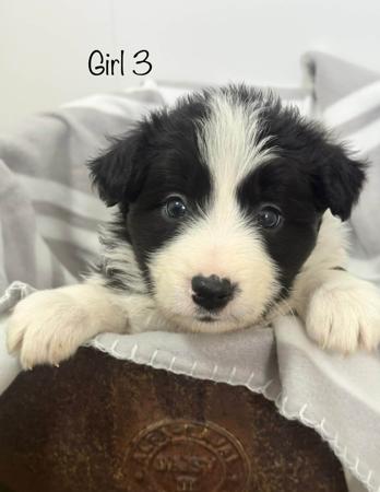 Border Collie puppy for sale by INISHGOLD