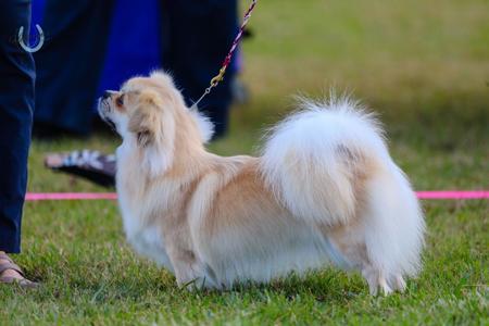 Ch Inneslake Etched In Gold Tibetan Spaniel