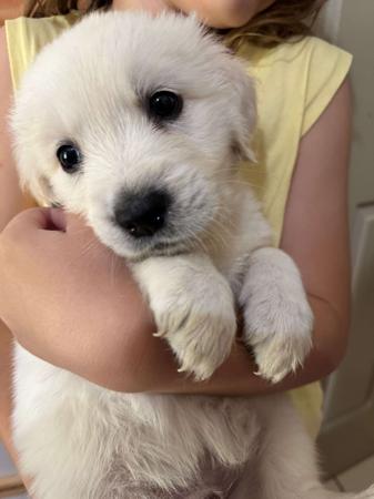 Golden Retriever puppy for sale by IRONGAURDIAN