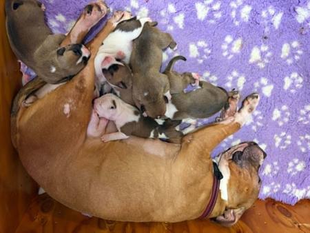 American Staffordshire Terrier puppy for sale by IROQ