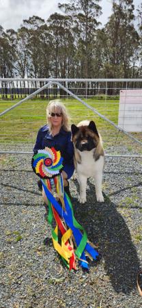 Akita for sale by ISHIN