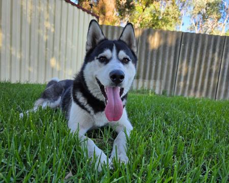 Siberian Husky dog for sale by ISINNAK