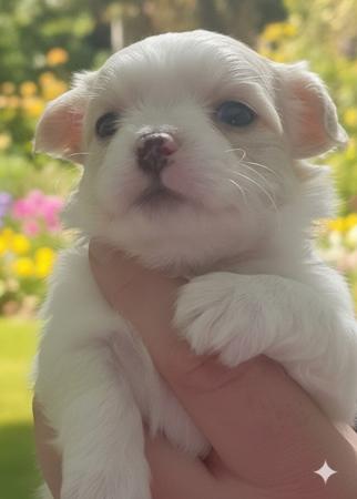 Chihuahua (Long Coat) puppy for sale by ISPICYCHI