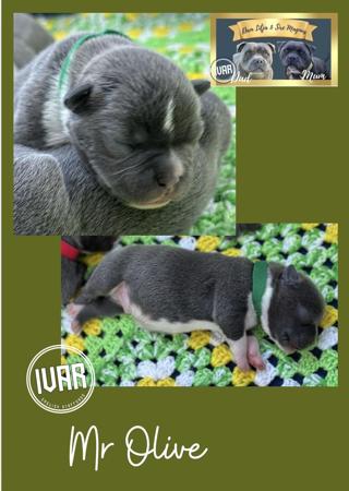 Staffordshire Bull Terrier puppy for sale by IVARBRED 