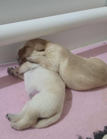 Labrador Retriever puppy for sale by LABRADDELL