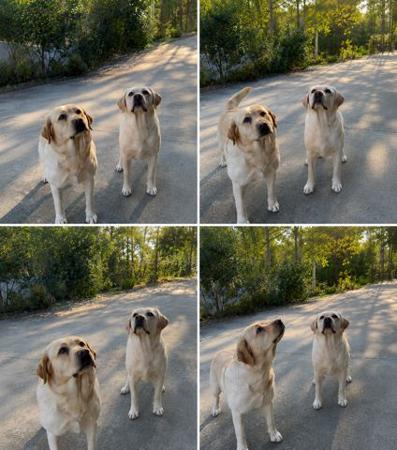Ch Miandor Criminal Intent at Labraddell Labrador Retriever