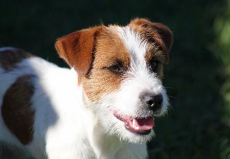 Jack Russell Terrier dog for sale by JACKNTHEBOX