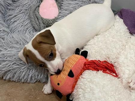 Coorabin Roisin Valentina Jack Russell Terrier